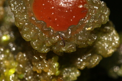 Leptogium phyllocarpum