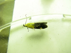 Oecophora bractella
