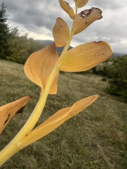 Kokorík voňavý (Polygonatum odoratum): pôvod a využitie — fotografia 2