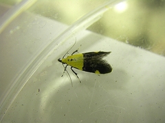 Oecophora bractella
