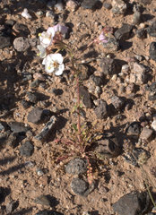 Chylismia claviformis peeblesii