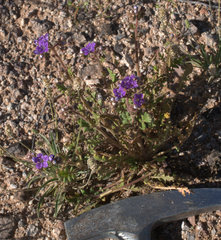 Phacelia crenulata minutiflora