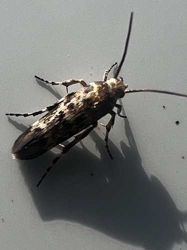 Eretmocera medinella