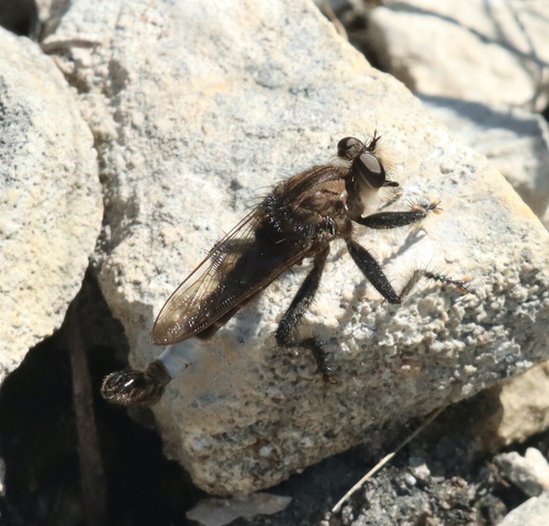 Unknown species found near Stone County, AR, USA