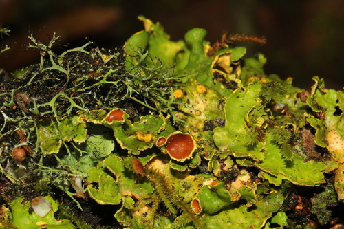 Gold Specklebelly Lichen
