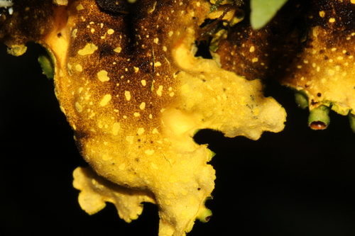Gold Specklebelly Lichen
