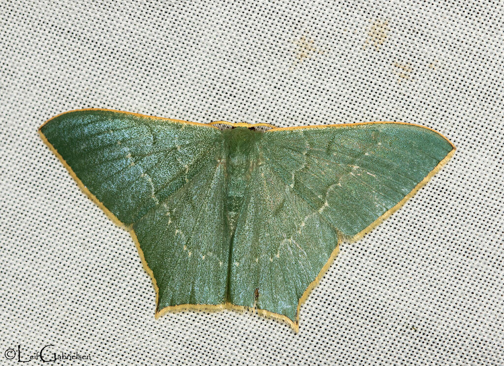 Maxates insignipecten
