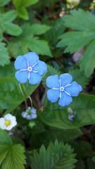 Omphalodes verna