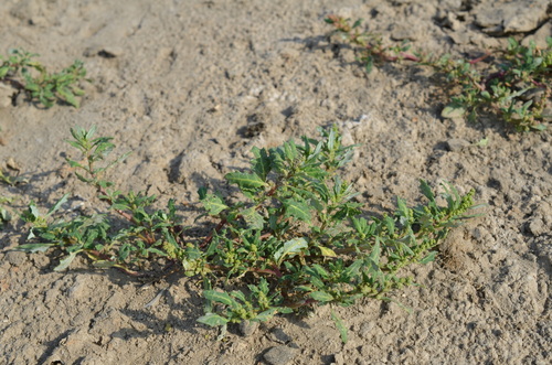 oak-leaved goosefoot