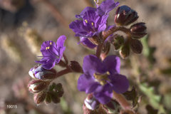 Phacelia crenulata minutiflora