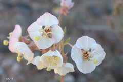 Chylismia claviformis peeblesii