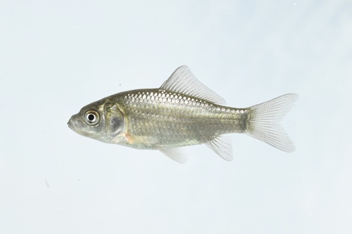 Crucian Carp