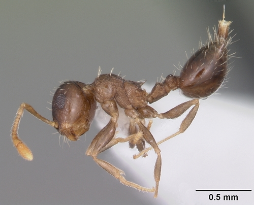 Crematogaster obscura