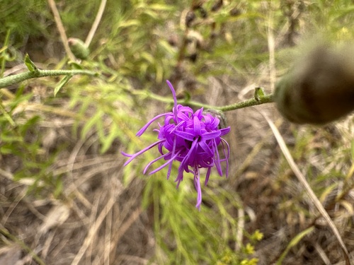 Liatris cymosa observed 2025-10-02