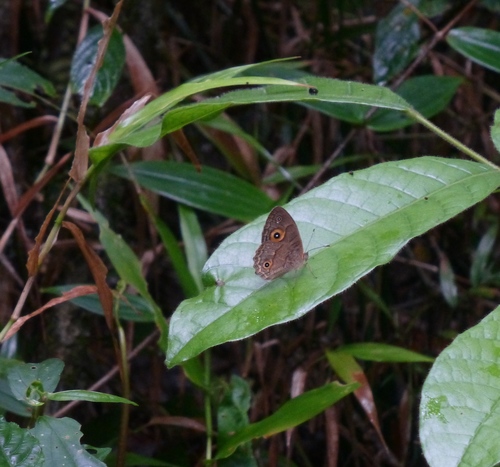 Heteropsis pauper