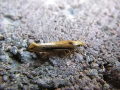 Ypsolopha parenthesella