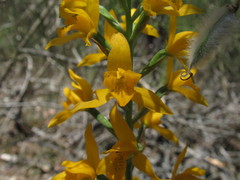 Chloraea chrysantha