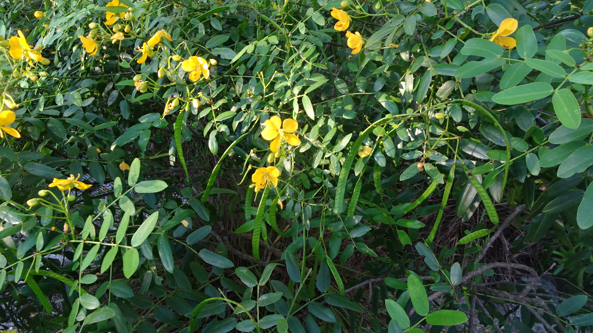 Senna mexicana