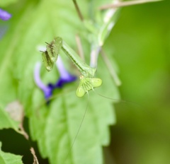 Stagmomantis domingensis