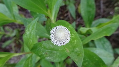 Spilanthes urens