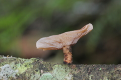 Lentinula