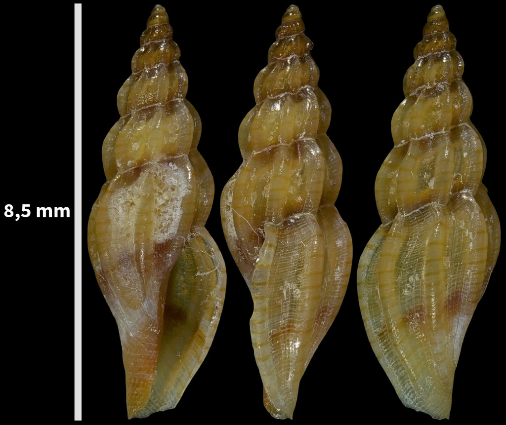 Villiersiella attenuata