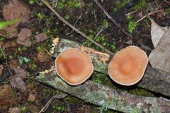Lentinula