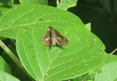 Vettius fantasos