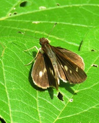 Vettius fantasos