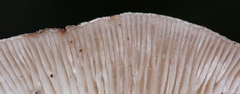Lentinula