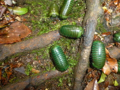 Zoosphaerium neptunus