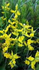 Genista germanica