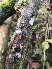 Exidia thuretiana