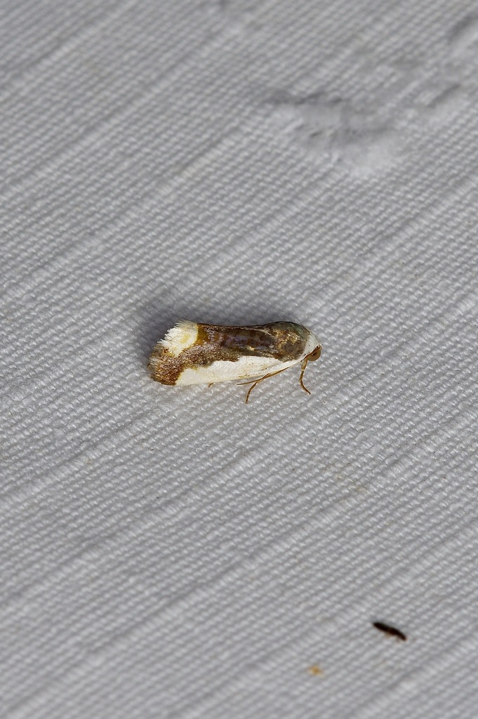 Polished Bird-dropping Moth