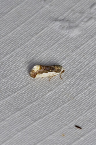 Polished Bird-dropping Moth