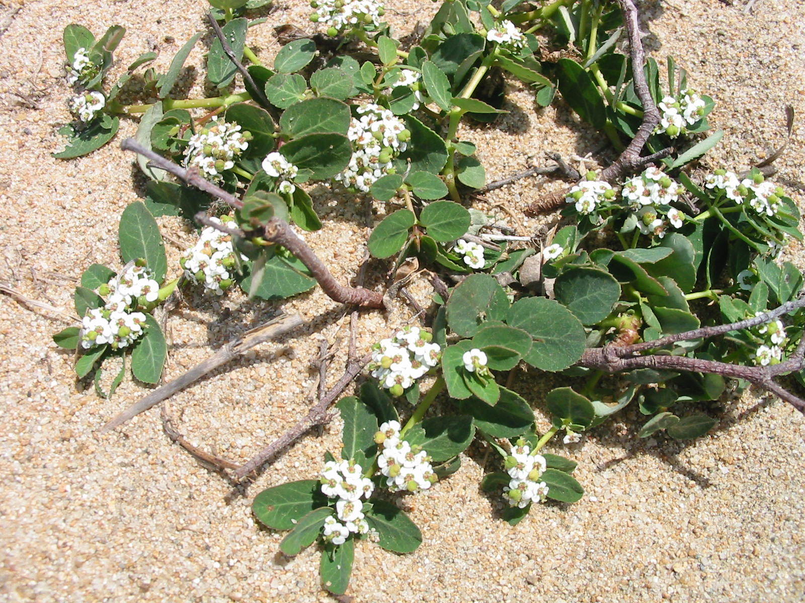 Euphorbia psammogeton