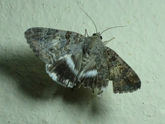 Achaea catella