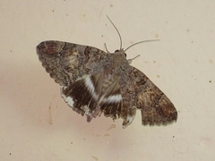 Achaea catella