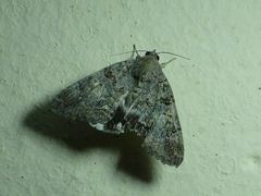 Achaea catella