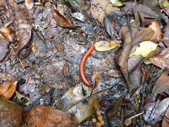 Aphistogoniulus sakalava