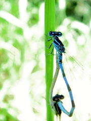 Coenagrion mercuriale