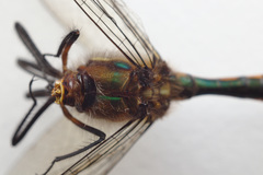 Hemicordulia armstrongi