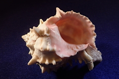 Phyllonotus erythrostomus