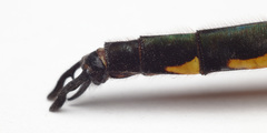 Hemicordulia armstrongi