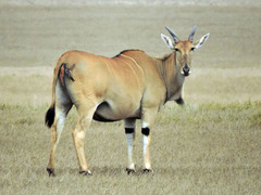 Common Eland photo 4