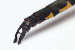 Hemicordulia armstrongi