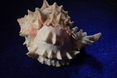 Phyllonotus erythrostomus