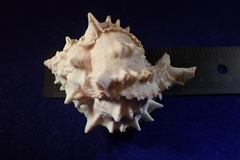 Phyllonotus erythrostomus