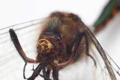 Hemicordulia armstrongi