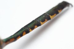 Hemicordulia armstrongi